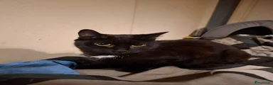 Domestic Shorthair 5