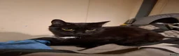 Domestic Shorthair cats for sale: Cat o' Fam ♥️ 💖 💓  - Advert 2