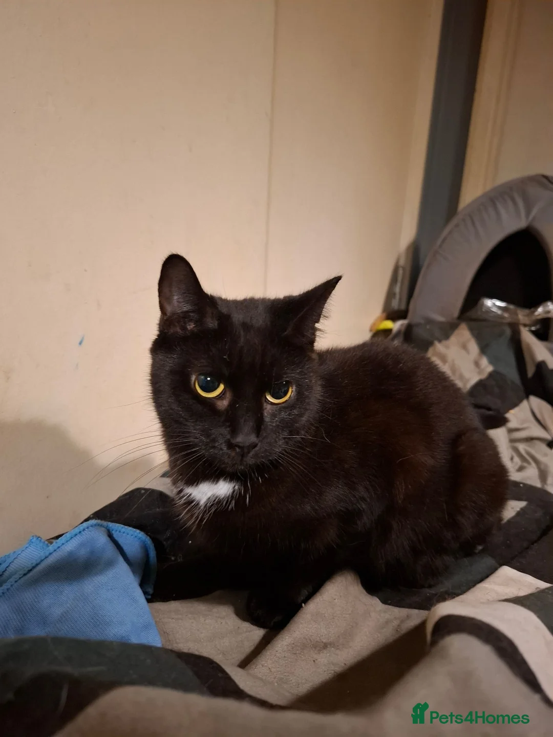 Domestic Shorthair cats for sale: Cat o' Fam ♥️ 💖 💓  - Advert 2
