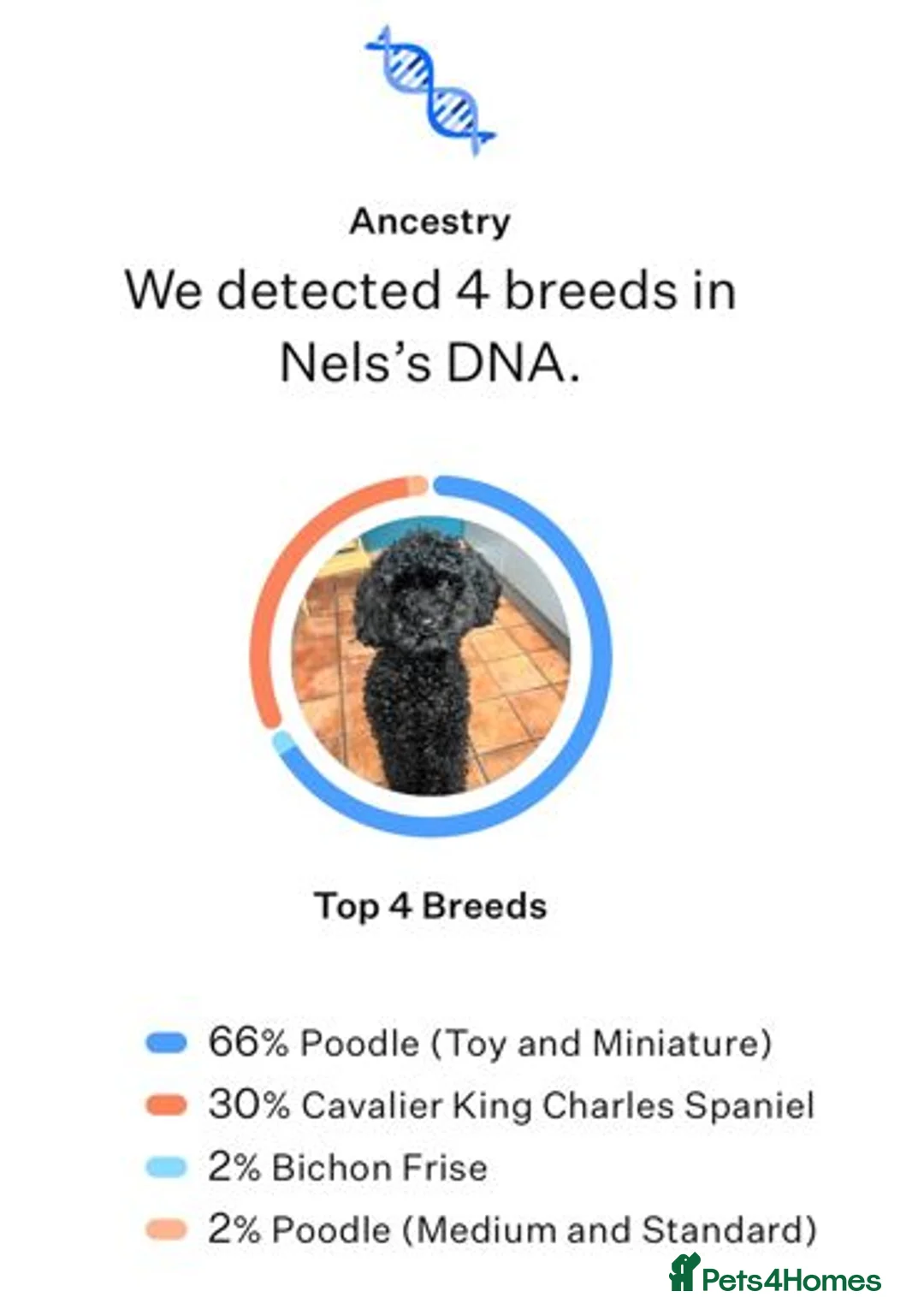 Cavapoo dogs for sale: Beautiful Cavapoo Puppies - Advert 2
