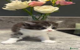 British Shorthair cats for sale: 🐾✨ READY for Their Forever Home ✨🐾 - Image 14