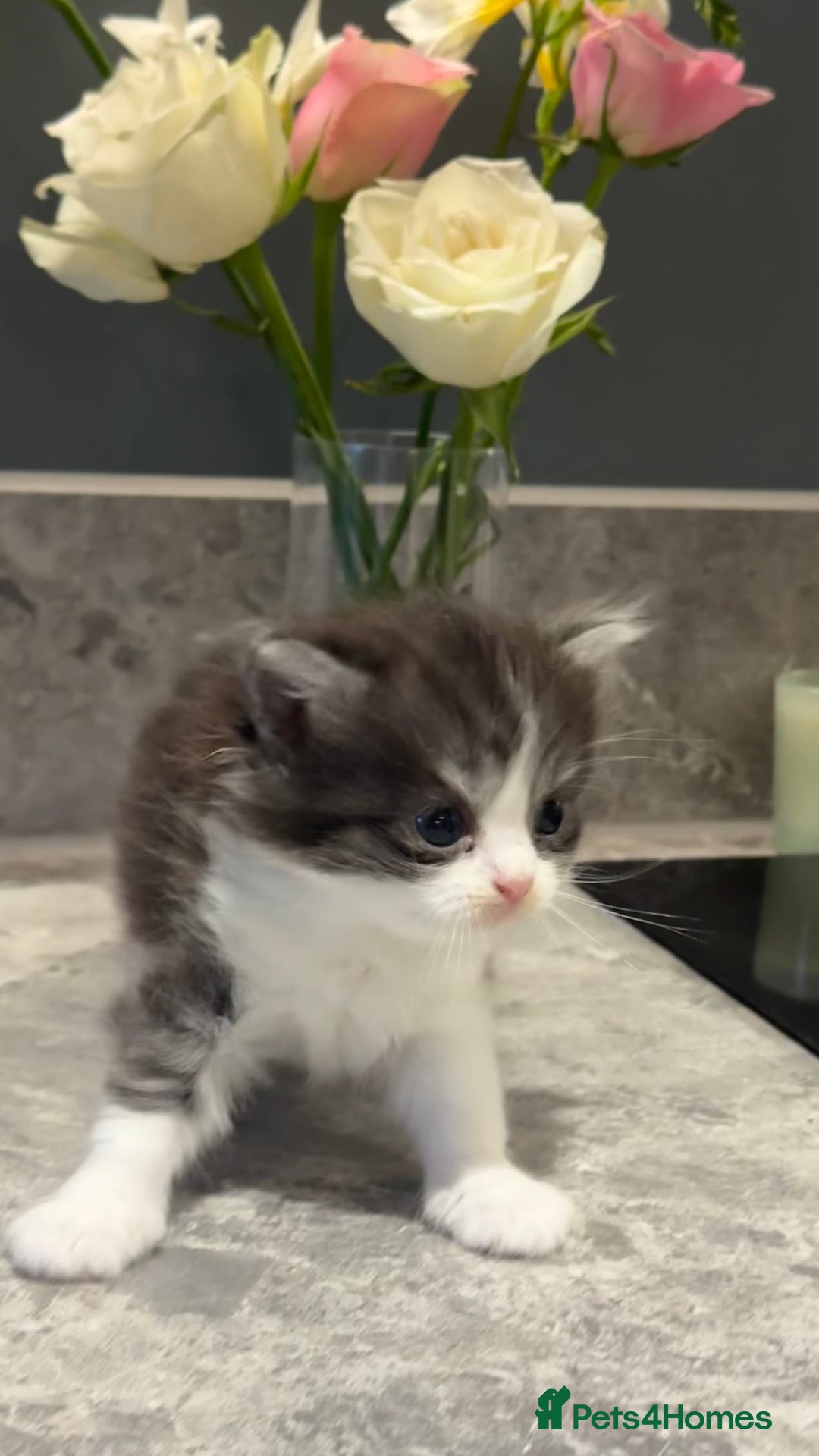 British Shorthair cats for sale: 🐾✨ READY for Their Forever Home ✨🐾 - Image 14