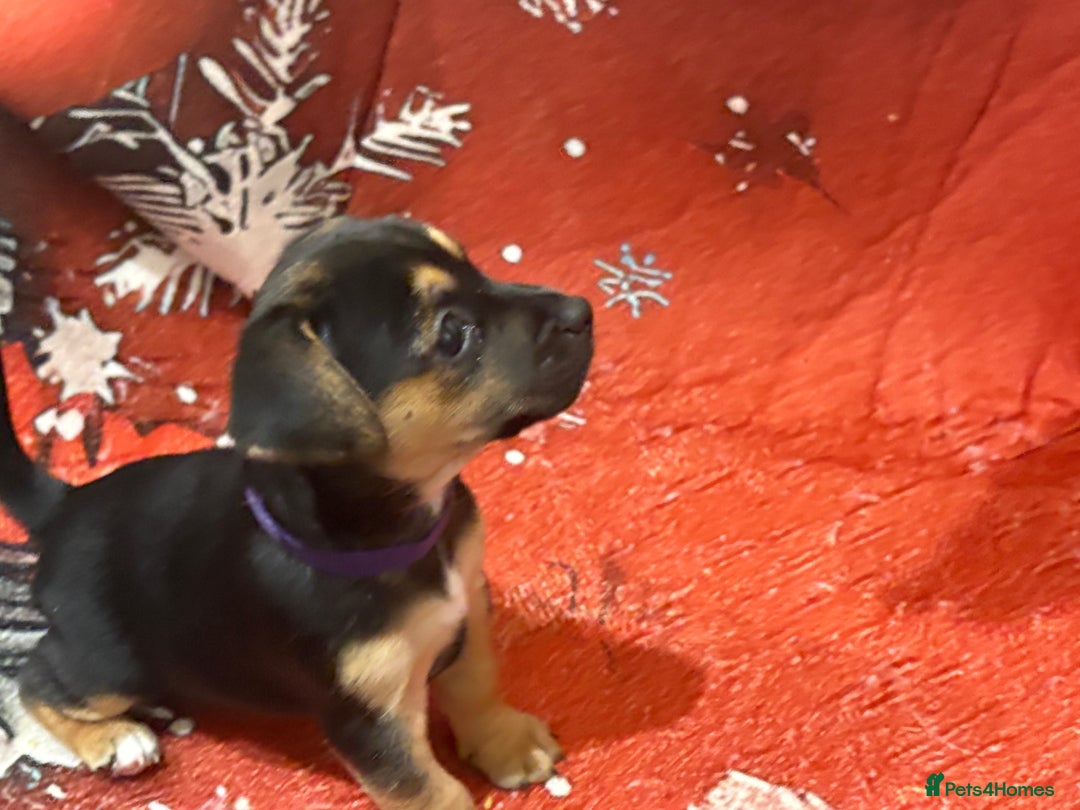 Jack Russell dogs for sale: 6 striking puppies  - Advert 13