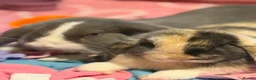 English Lop rabbits for sale: Bluey and bingo sisters - Advert 7