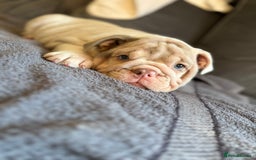 English Bulldog dogs for sale: 1mr muscle girl left reduced £2000 kc 9week old - Image 19