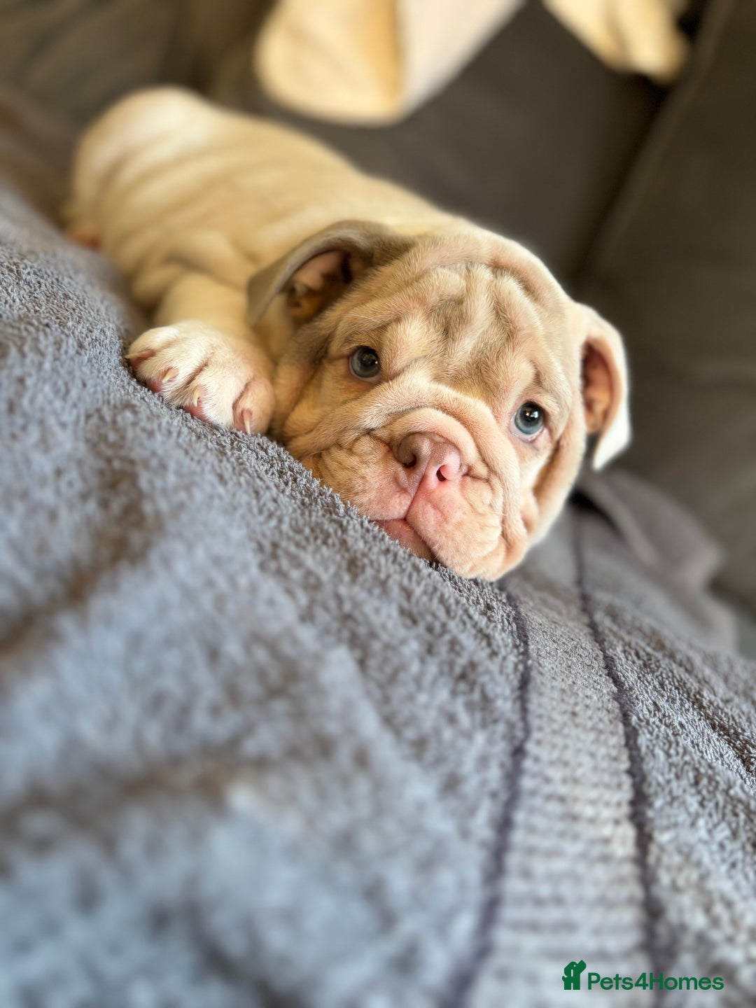 English Bulldog dogs for sale: 1mr muscle girl left reduced £2000 kc 9week old - Image 19