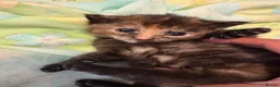 Burmese cats for sale: Kittens in Enfield - Advert 4