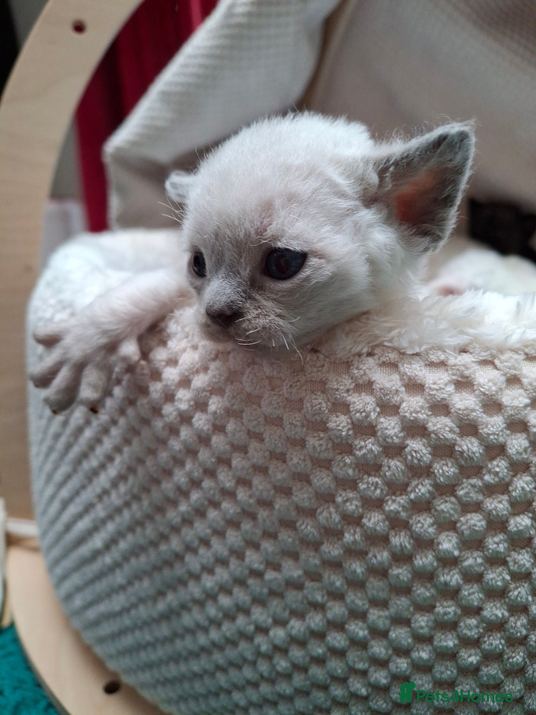 Devon Rex cats for sale: 🌸 Wonderful Devon Rex Kittens Raised with Love 🌸 - Image 11