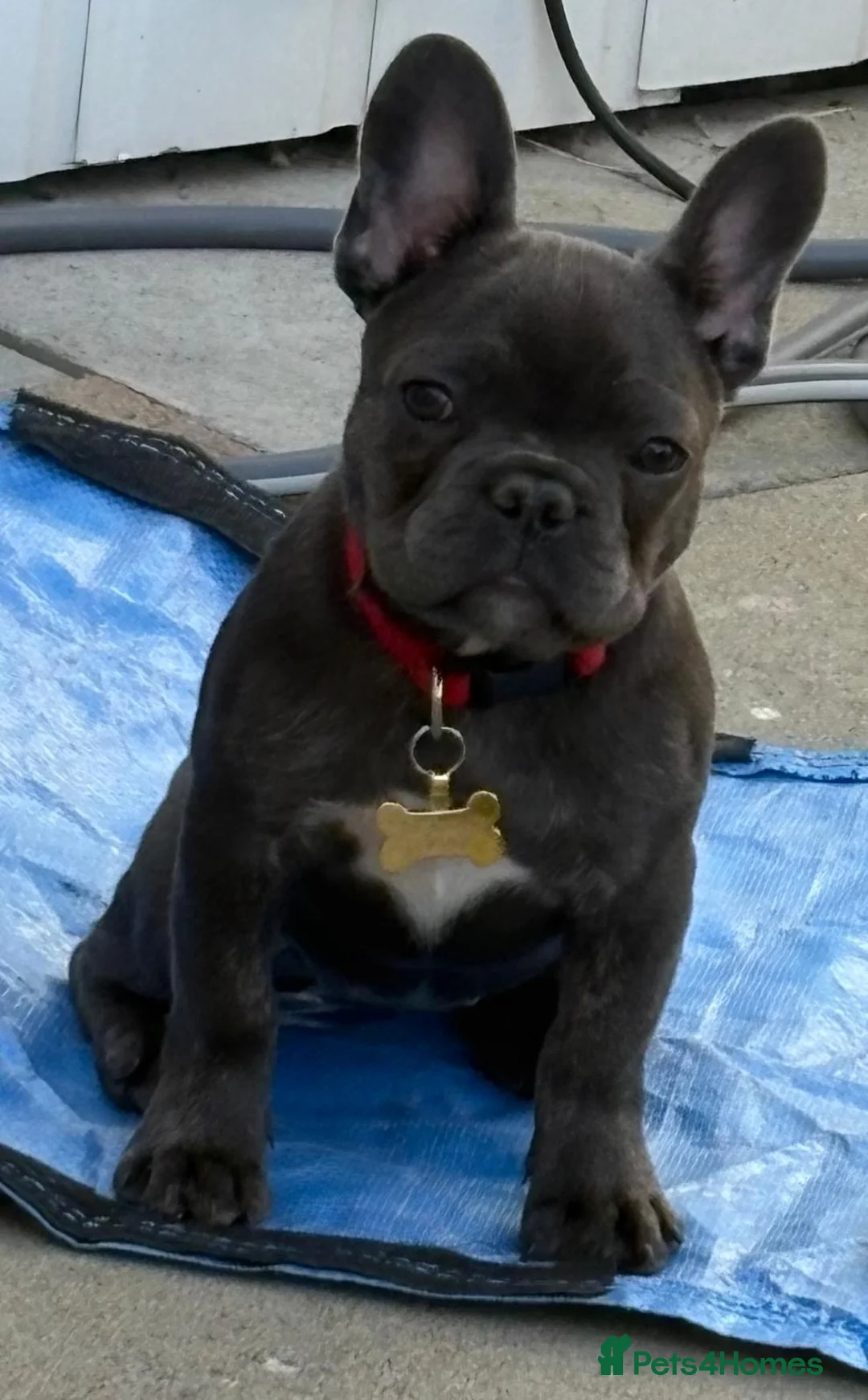 French Bulldog dogs for sale: Female french bulldog puppy  in Tamworth - Advert 2