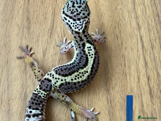 Gecko reptiles Leopard geckos - Advert 12