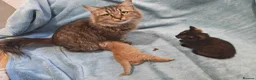 Mixed Breed cats for sale: GINGER BOYS VIDEOS - Advert 33