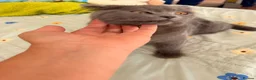 British Shorthair cats for sale: Gorgeous British short hair 5 months old kitten  - Advert 11