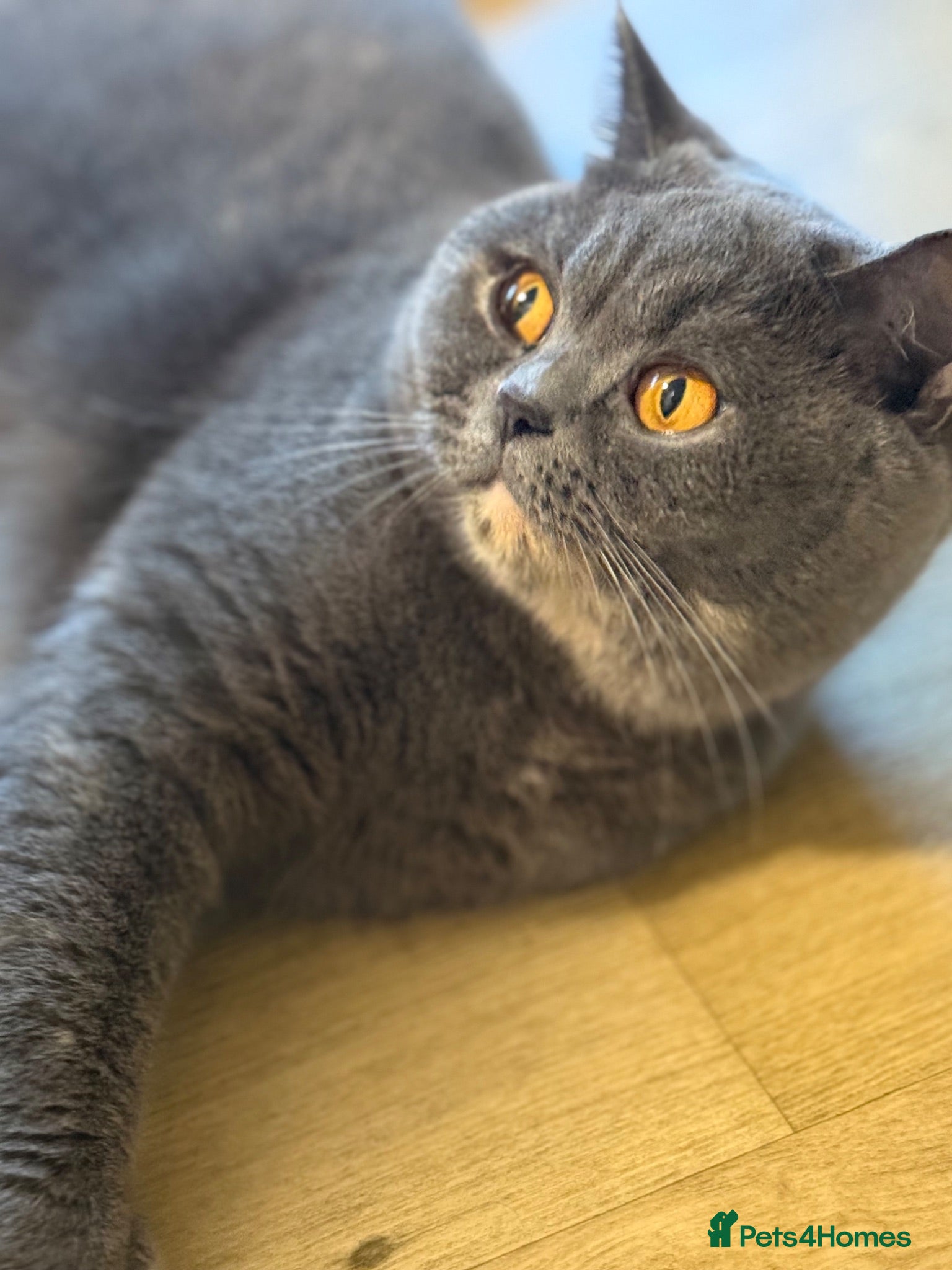 British Shorthair cats Blue Cream Tortie Girl - GCCF registered  - Advert 2