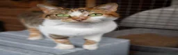 Mixed Breed cats for adoption: Chi - stunning looks, lovely nature - Advert 2