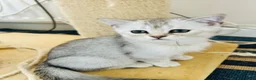 Scottish Fold cats for sale: BEAUTIFUL KITTENS LOOKING FOR THEIR FOREVER HOMES! - Advert 9