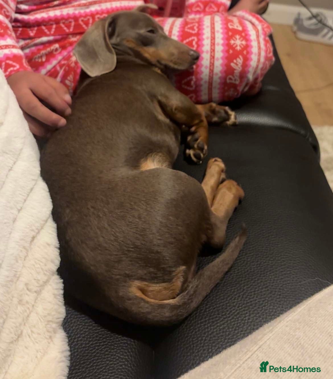 Miniature Dachshund dogs for stud: KC Registered Isabella & Tan Stud in Keighley - Advert 4