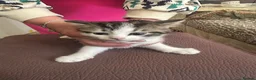 Mixed Breed cats for sale: Kittens  in Staines - Advert 4