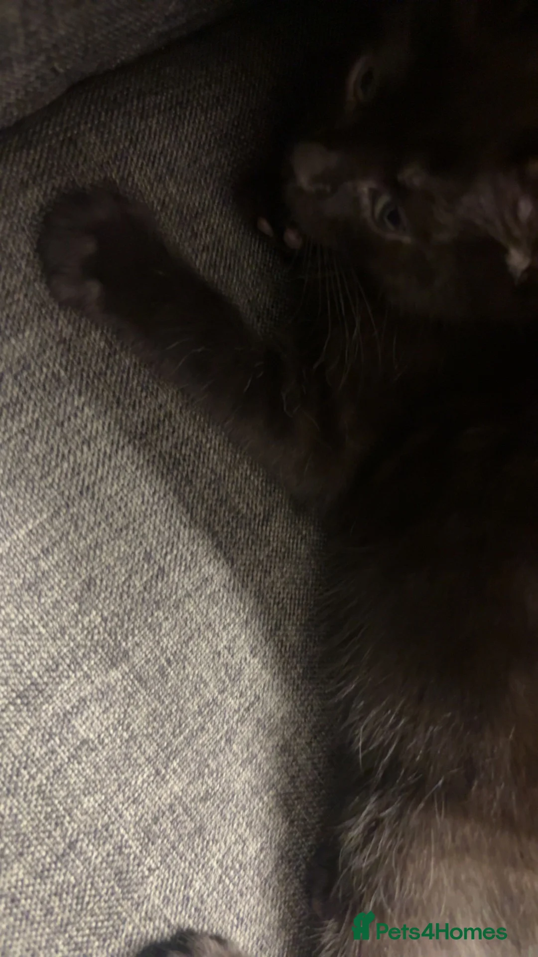 Mixed Breed cats for sale: 2 kittens for sale  - Advert 3