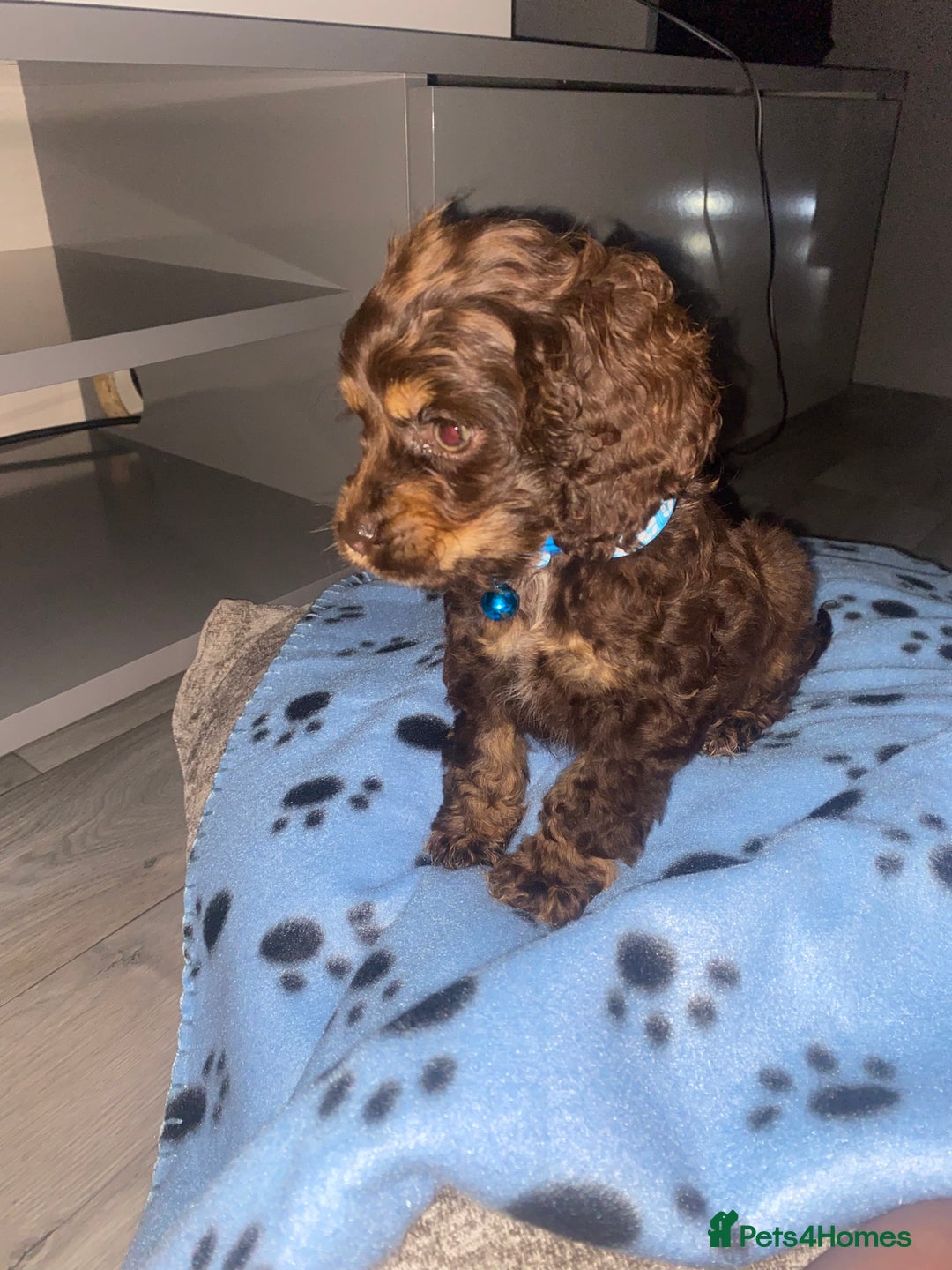 Cockapoo dogs for sale: Gorgeous American cockapoos  - Image 13