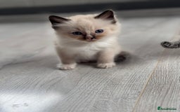 Ragdoll cats for sale: Mitted & Blue Point Kittens🦋 - Image 3