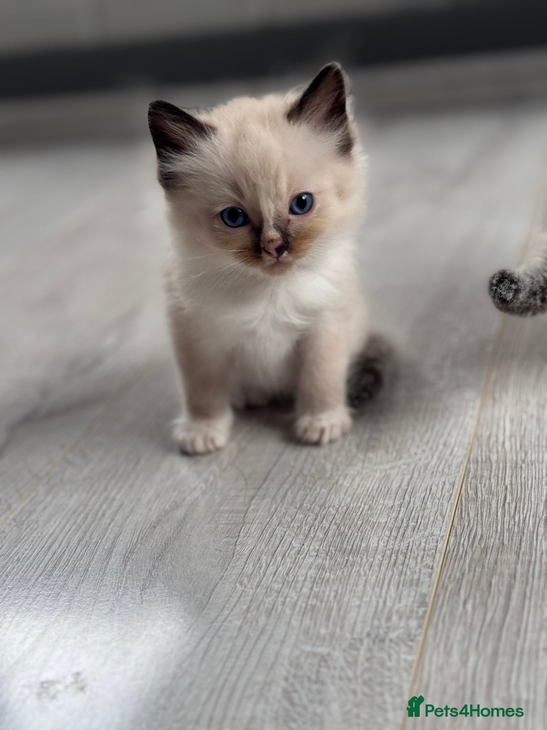 Ragdoll cats for sale: Mitted & Blue Point Kittens🦋 - Image 3