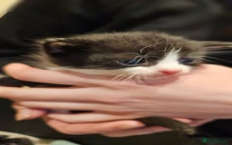 Mixed Breed cats for sale: 4 male kittens remaining, ready 25th October - Image 11