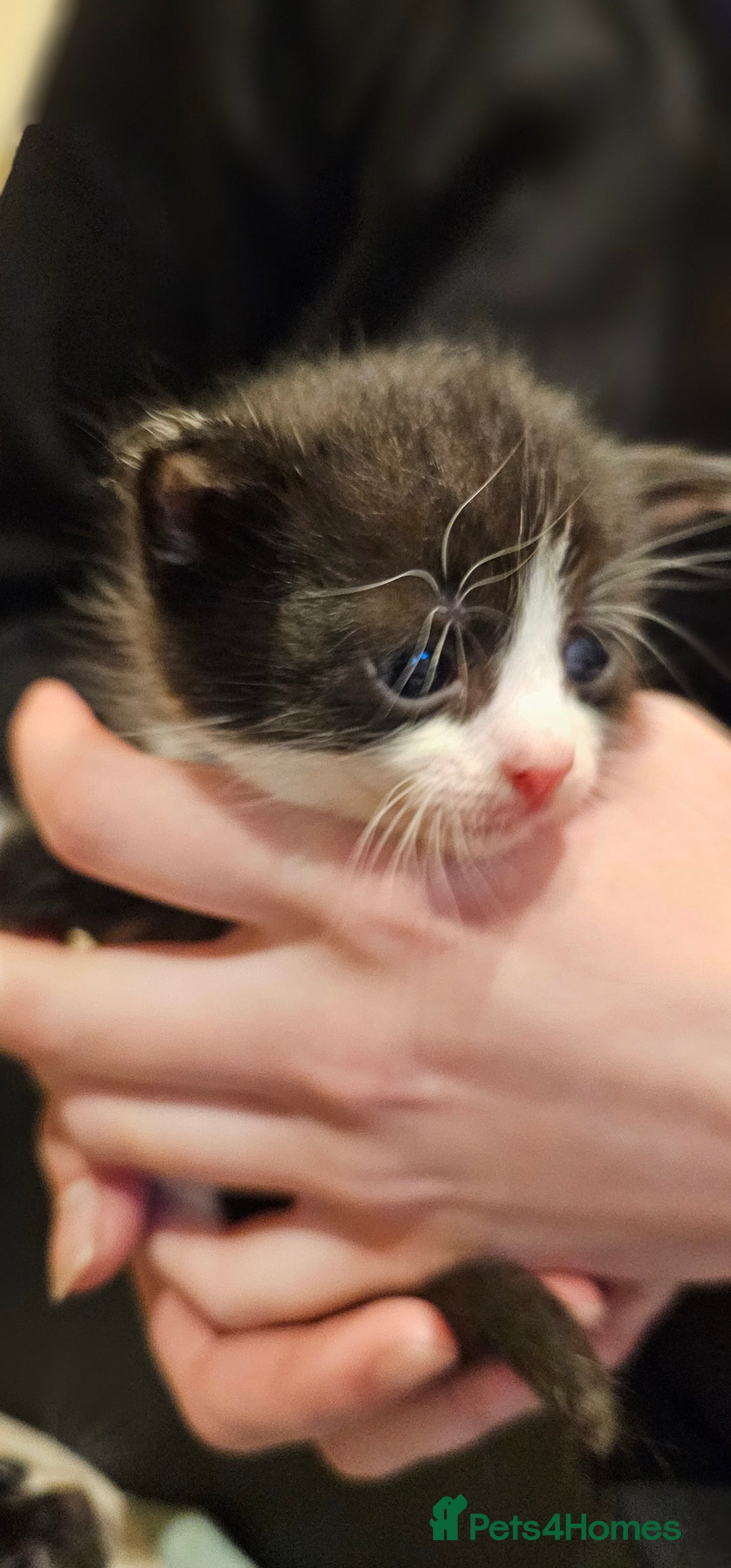 Mixed Breed cats for sale: 4 male kittens remaining, ready 25th October - Image 11
