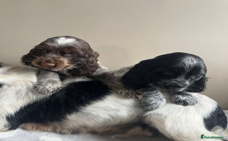 Cocker Spaniel dogs - Advert 2