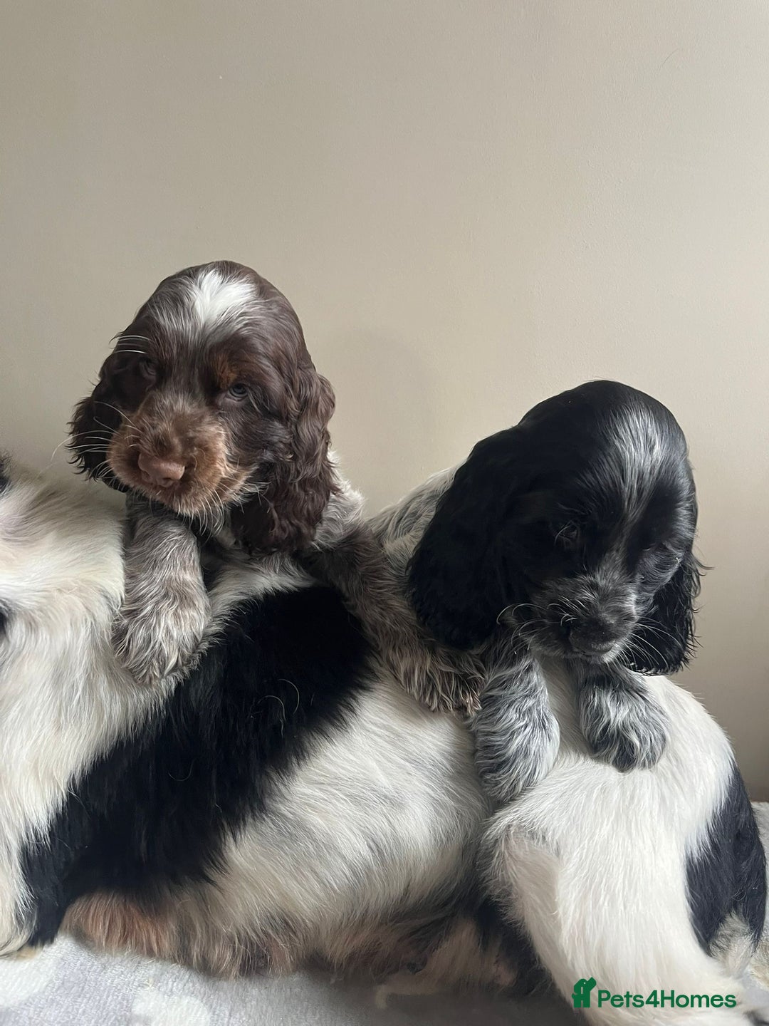 Cocker Spaniel dogs for sale: Cocker Spaniel Show  - Image 1