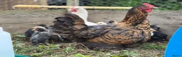 Chickens poultry for sale: Chicks available  - Advert 1