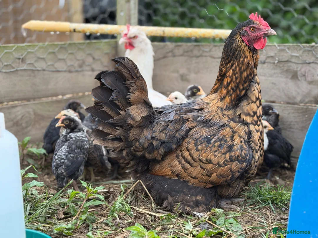 Chickens poultry for sale: Chicks available  - Advert 1