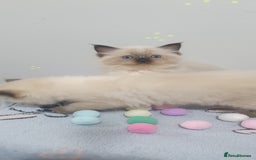 Ragdoll cats for sale: Ragdoll  Kittens  - Image 9
