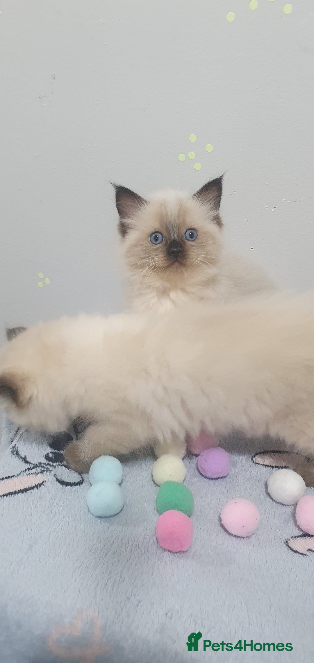 Ragdoll cats for sale: Ragdoll  Kittens  - Image 9