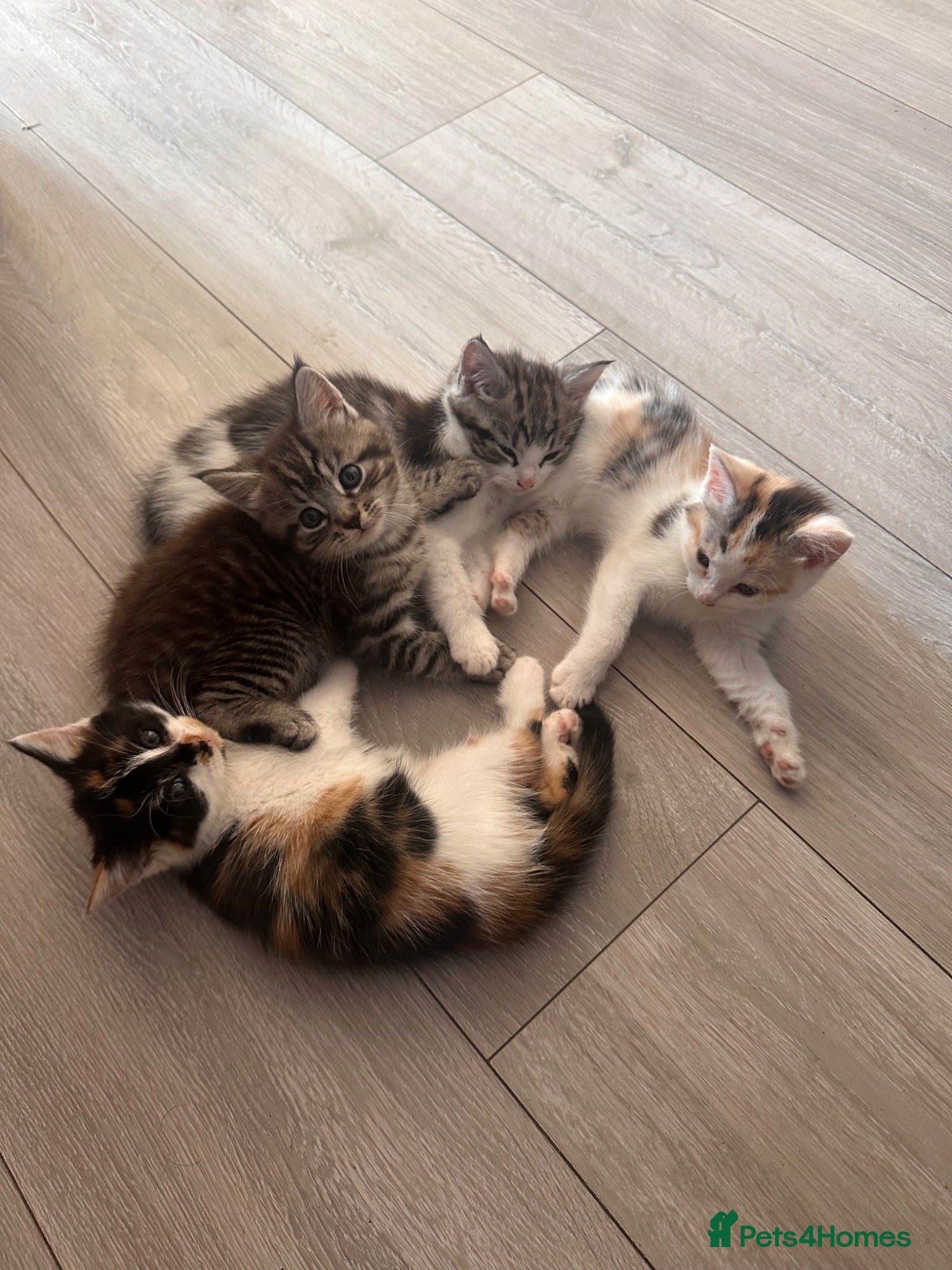 Mixed Breed cats Cute fluffy kittens  - Advert 15