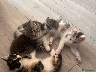 Mixed Breed cats Cute fluffy kittens - Advert 5