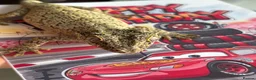 Gecko reptiles for sale: Gargoyle gecko - Advert 6