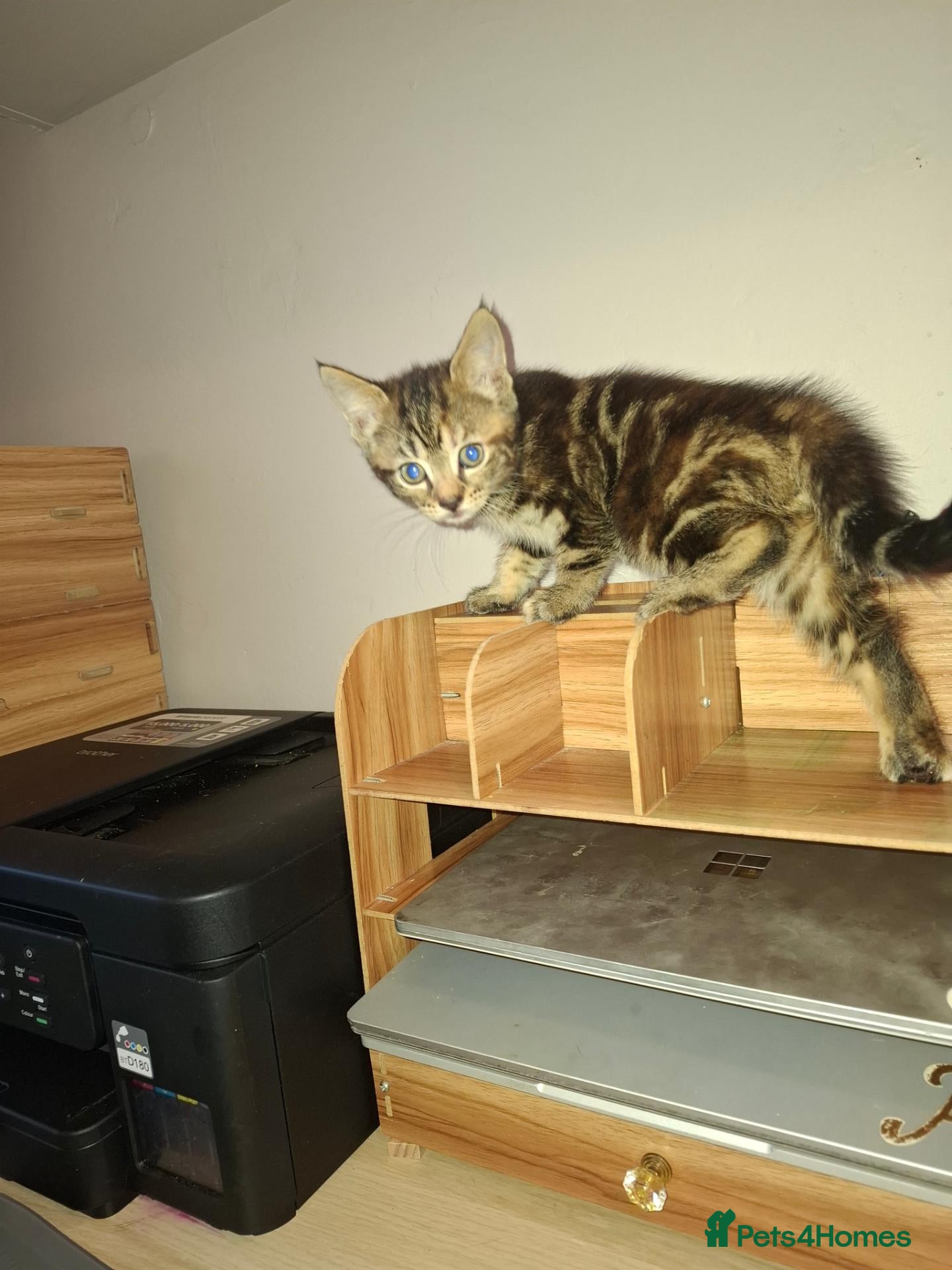 Mixed Breed cats 1 KITTEN READY NOW - Advert 5