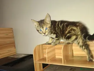 Mixed Breed cats 1 KITTEN READY NOW - Advert 5