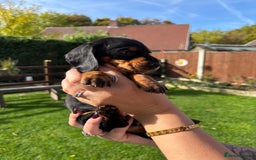 Dachshund dogs for sale: Kc standard Black and Tan dachshunds - Image 14