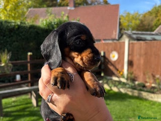 Dachshund dogs - Advert 5