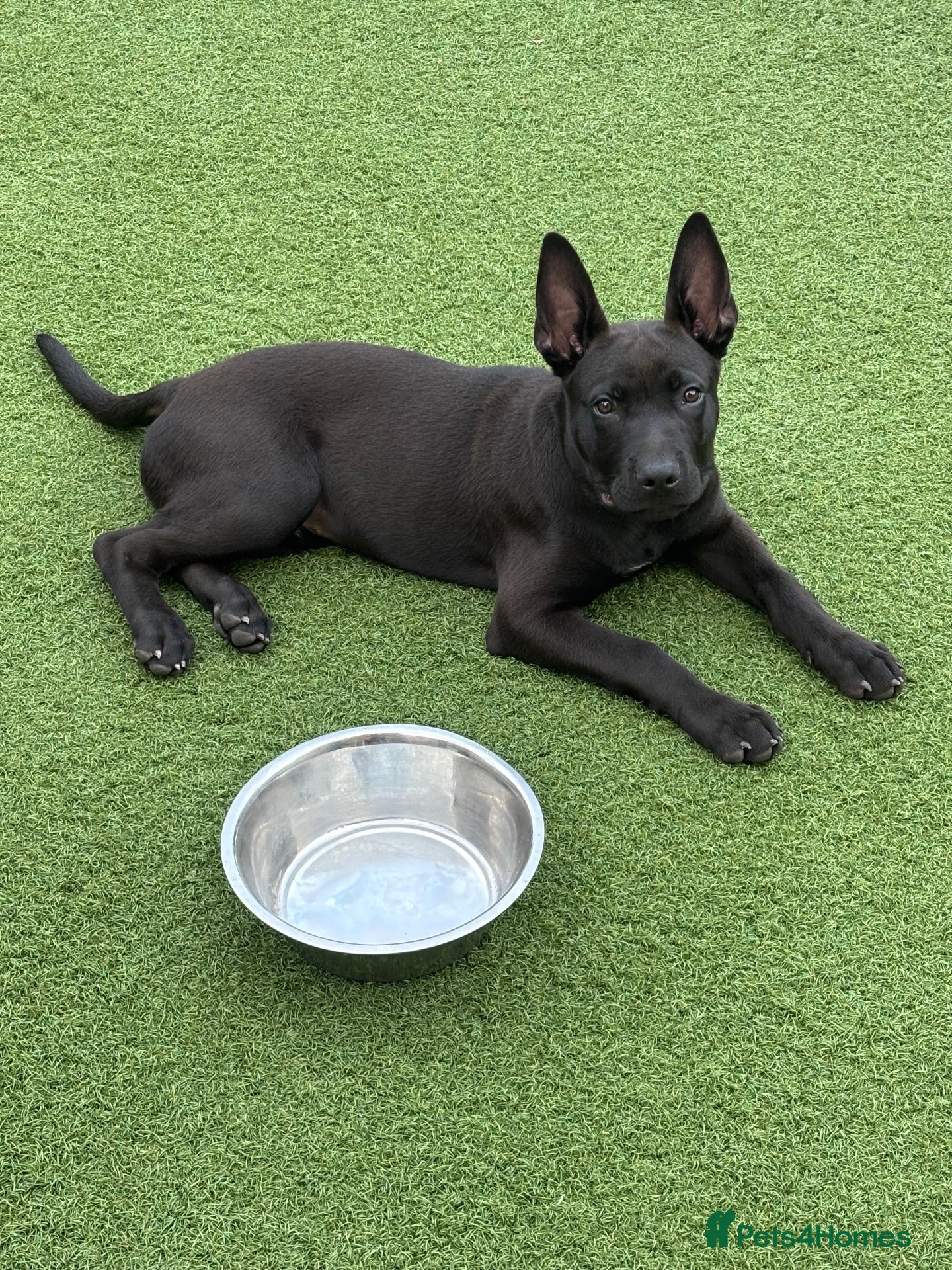 Mixed Breed dogs for sale: Delta Belgium Malinois / Bully  - Advert 4