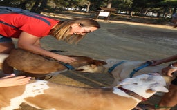 Portuguese Podengo dogs for adoption: “Can I please be part of your family?” - Image 8