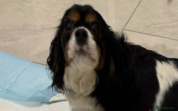 Cavapoo dogs for sale: Cavapoo puppy’s Extensively health tested parents - Image 16