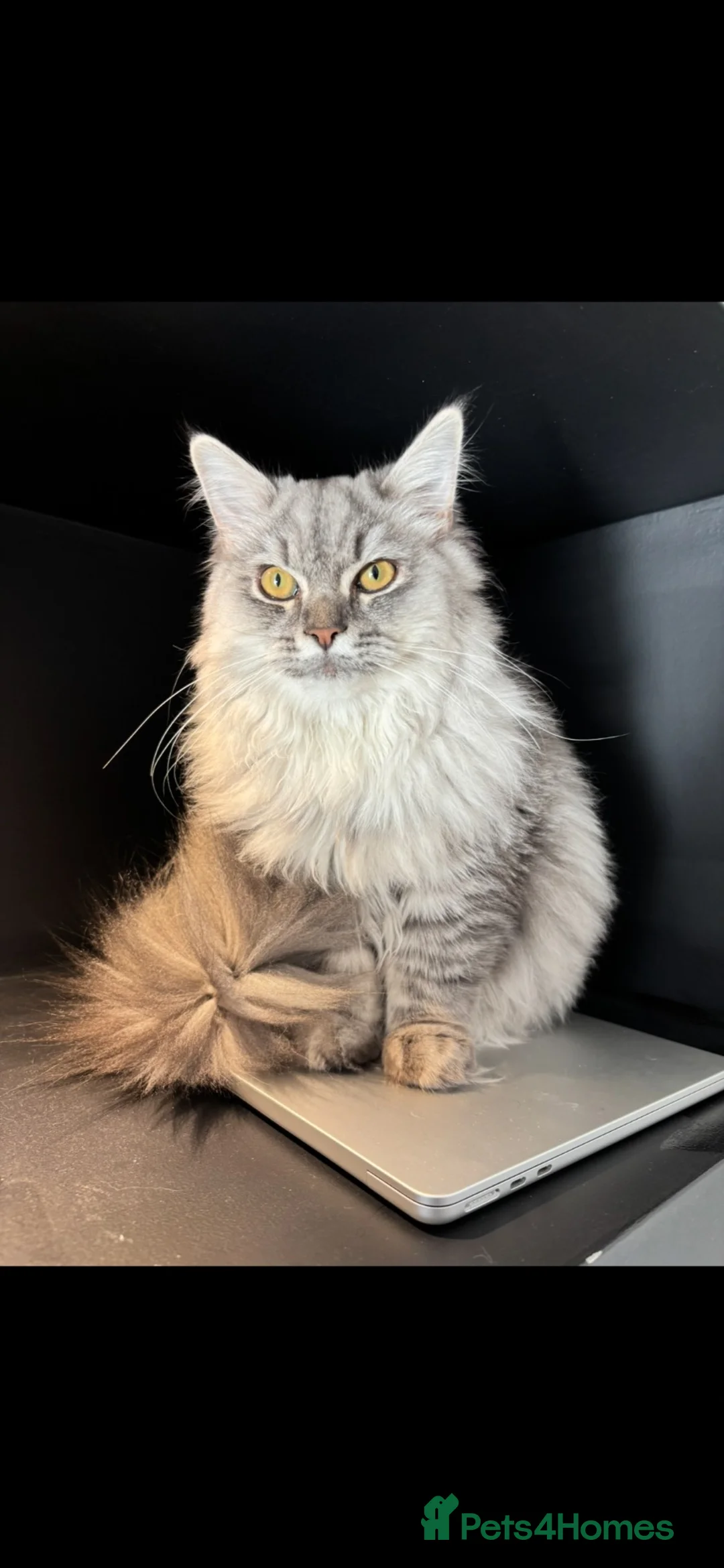 Ragdoll cats for sale: 1 Year Old Persian Ragdoll - Advert 6
