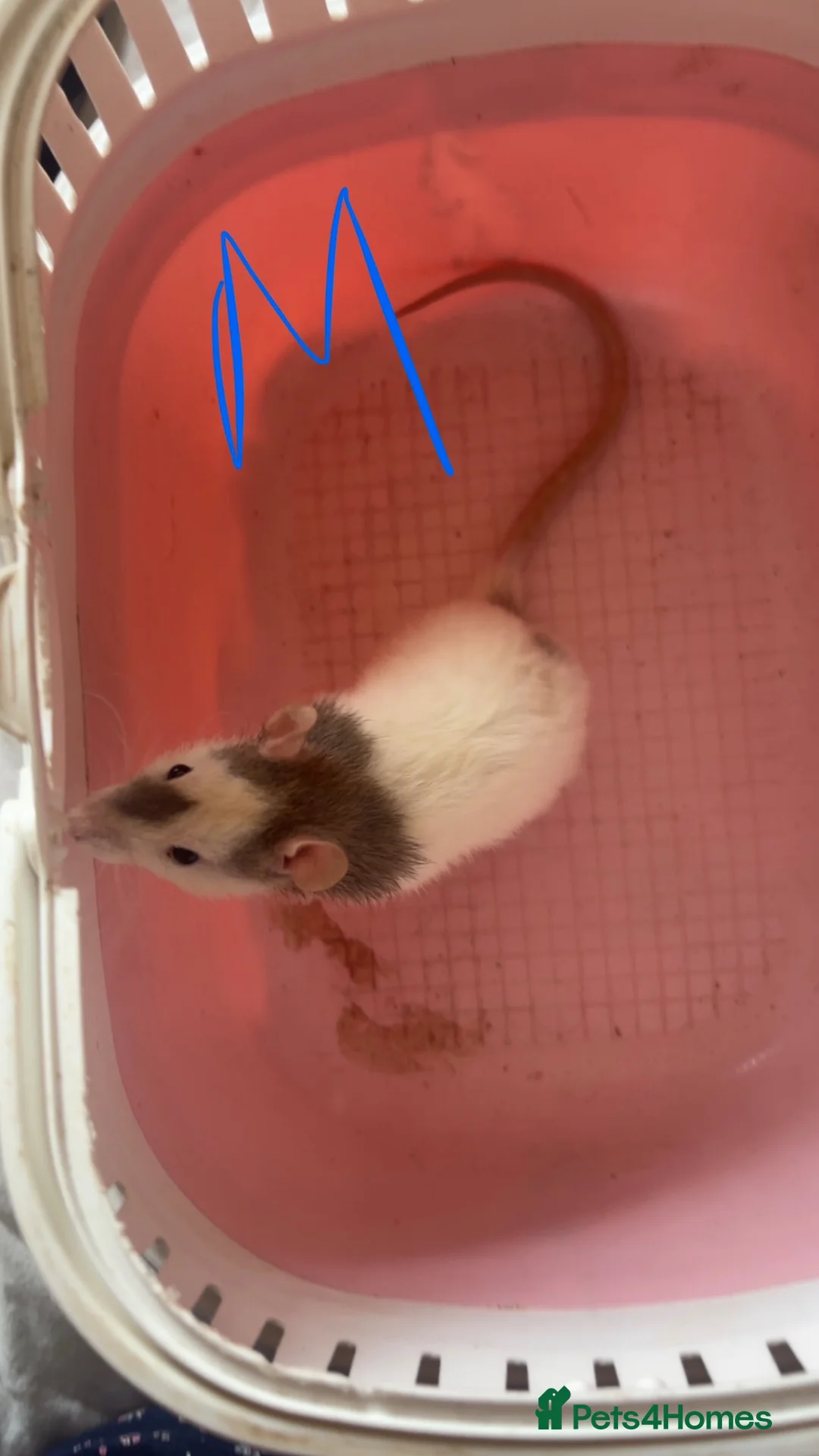 Rat rodents for sale: Baby rats ready to leave 🤍 - Advert 2
