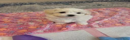 Bichon Frise dogs for sale: Cute little puppies  - Advert 4