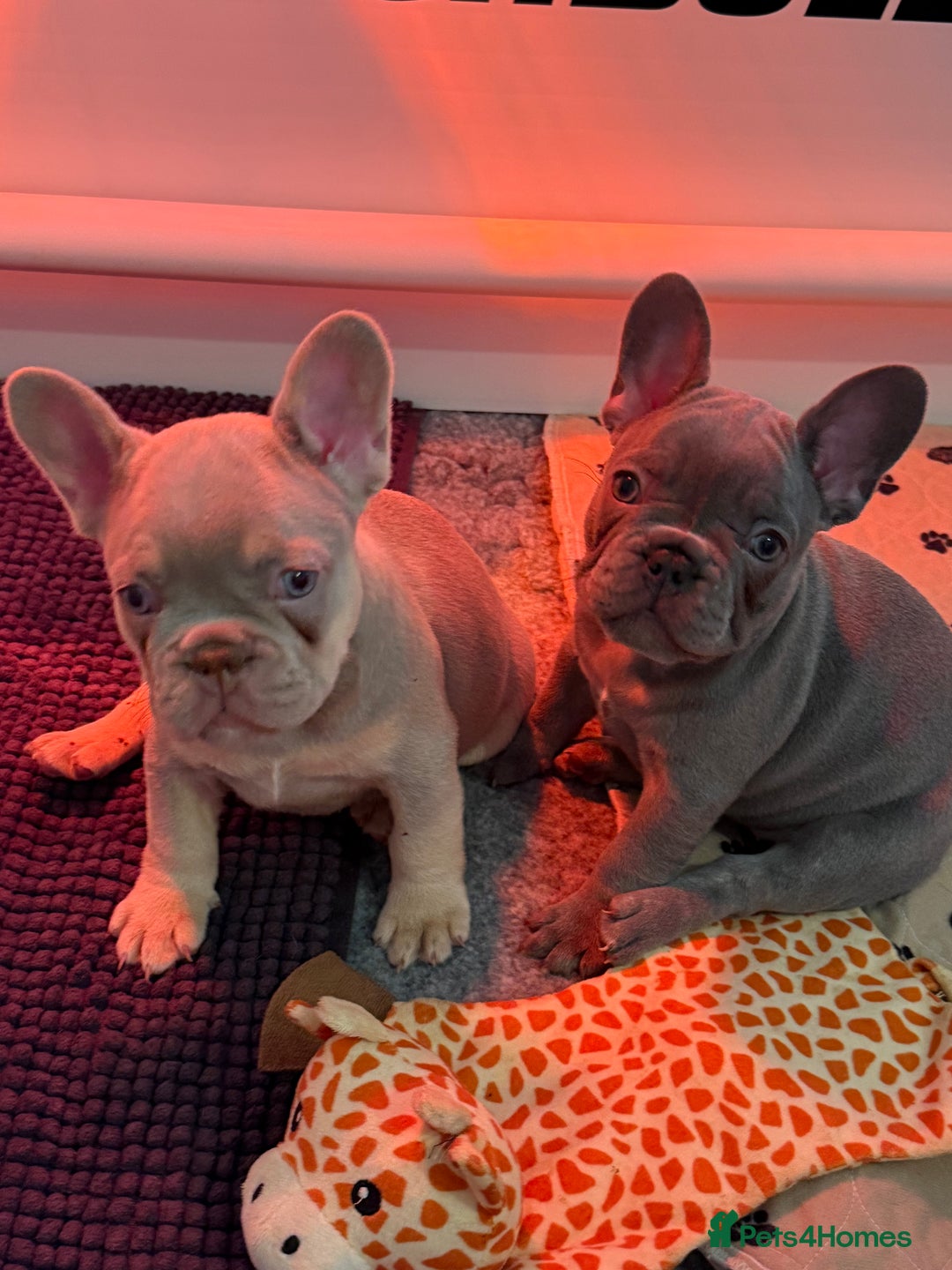 French Bulldog dogs for sale: French Bulldog Puppies  - Advert 14