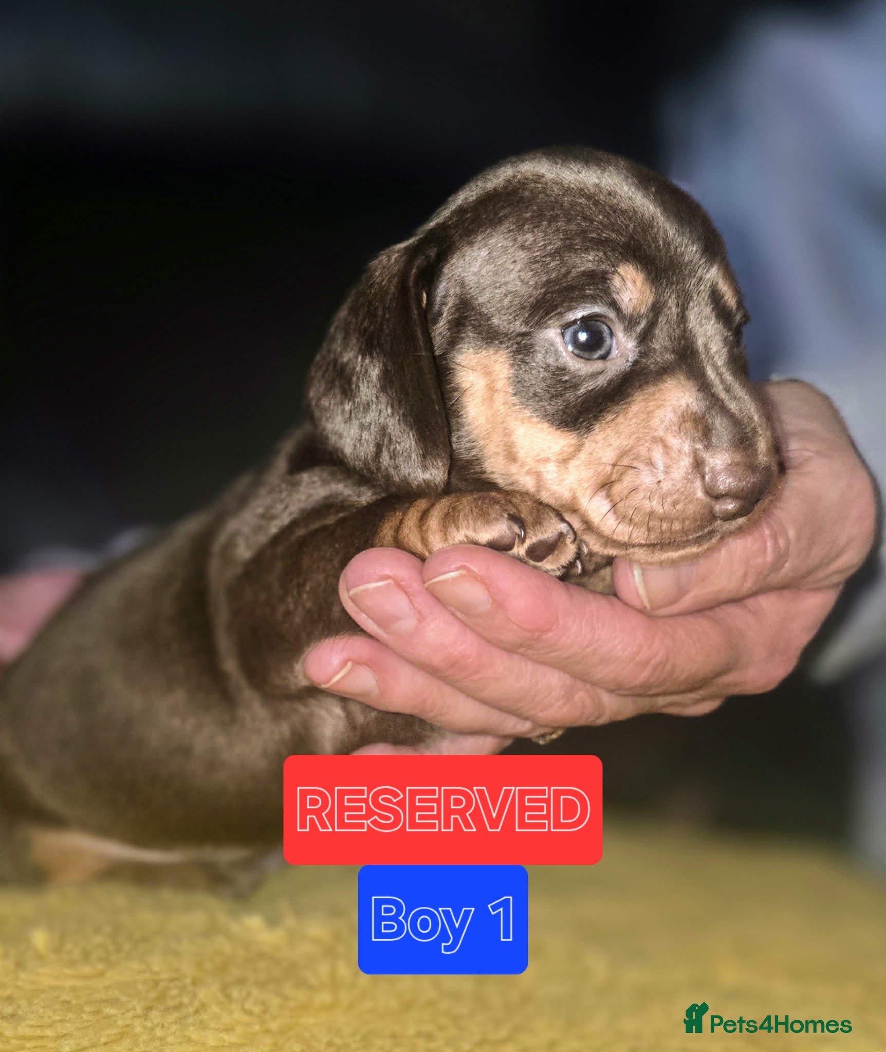 Miniature Dachshund dogs Kc Smooth hair dachsund - Advert 1