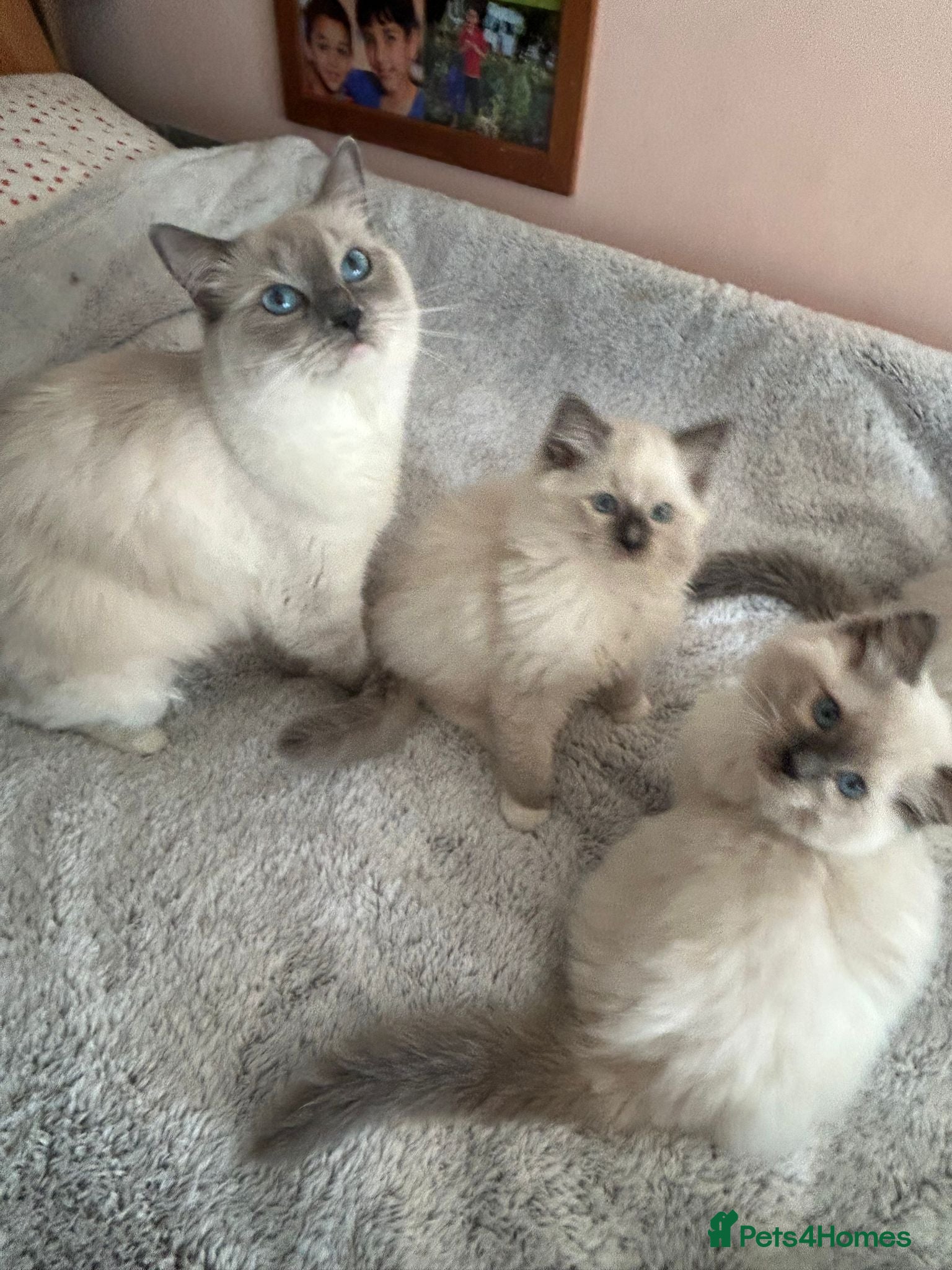 Ragdoll cats Ragdolls 😸 kittens 😸 looking lovely family - Advert 1