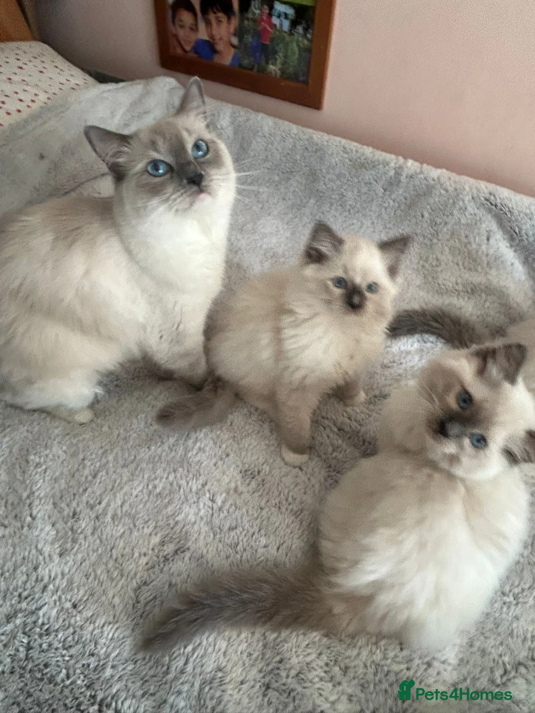 Ragdoll cats for sale: Ragdolls 😸 kittens 😸 looking lovely family - Advert 1